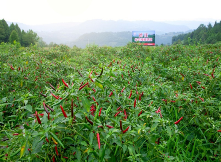 德莊花椒基地