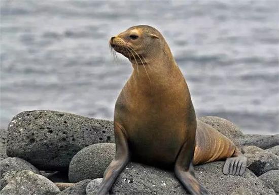 加州海獅日本亞種