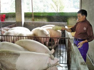 江左鄉，養豬