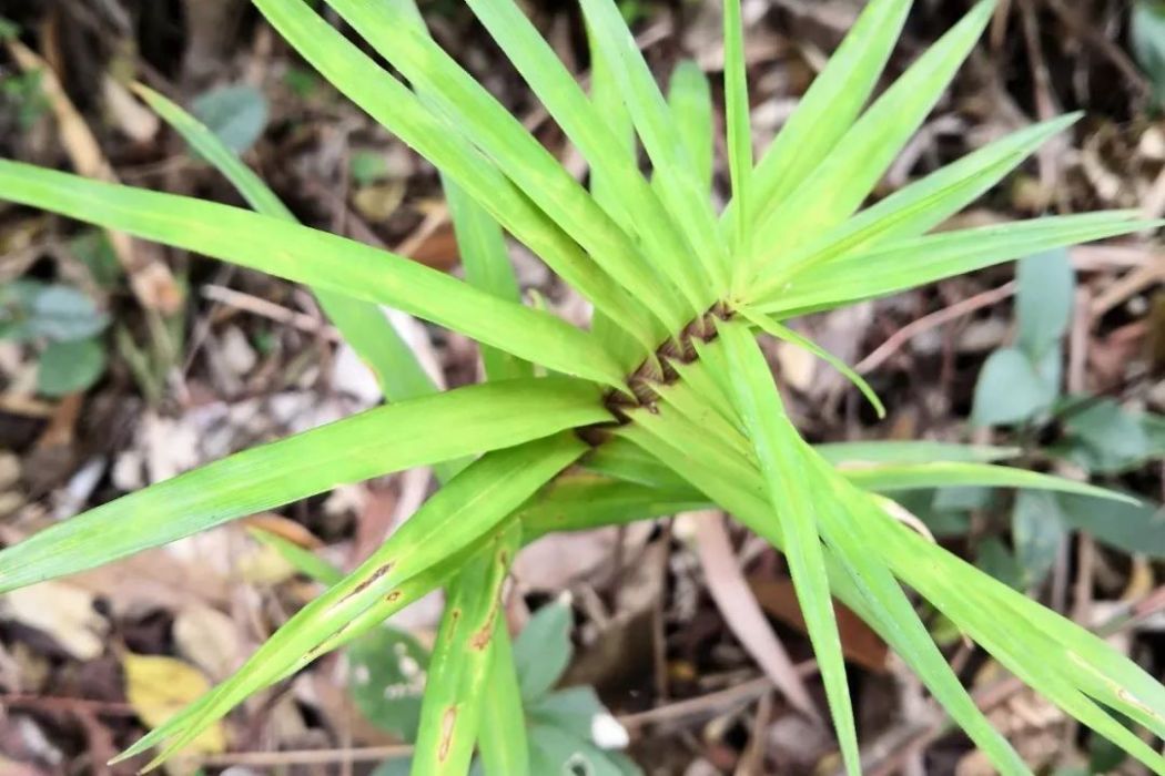 亮果薹草