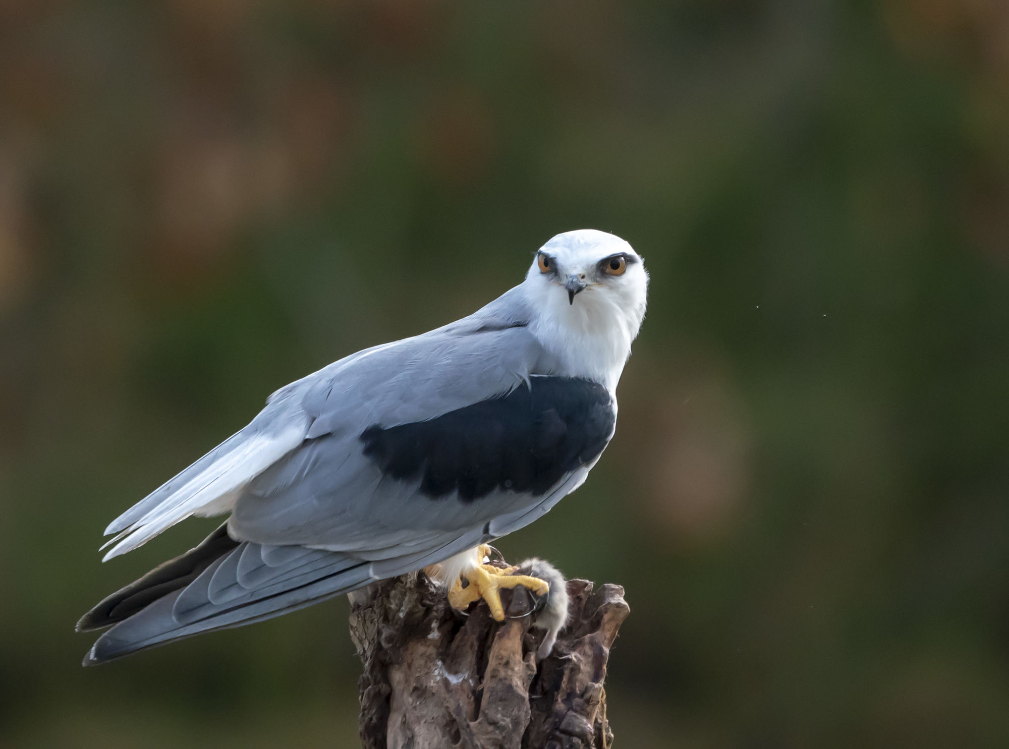 黑鳶