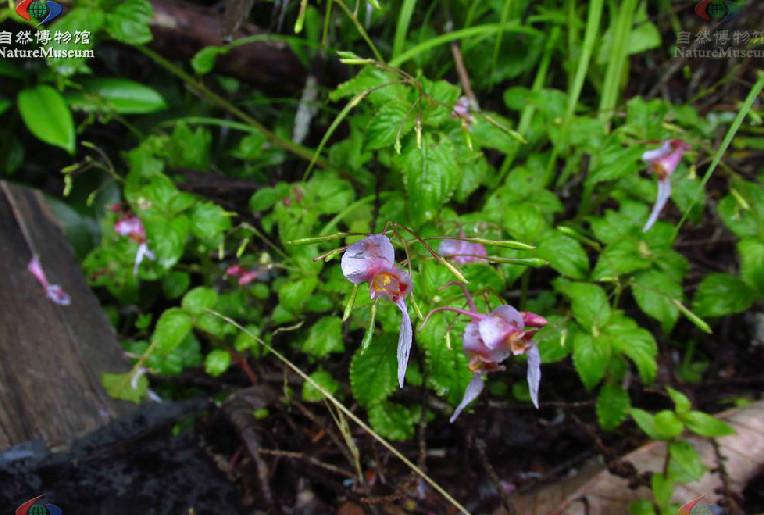 鐮萼鳳仙花