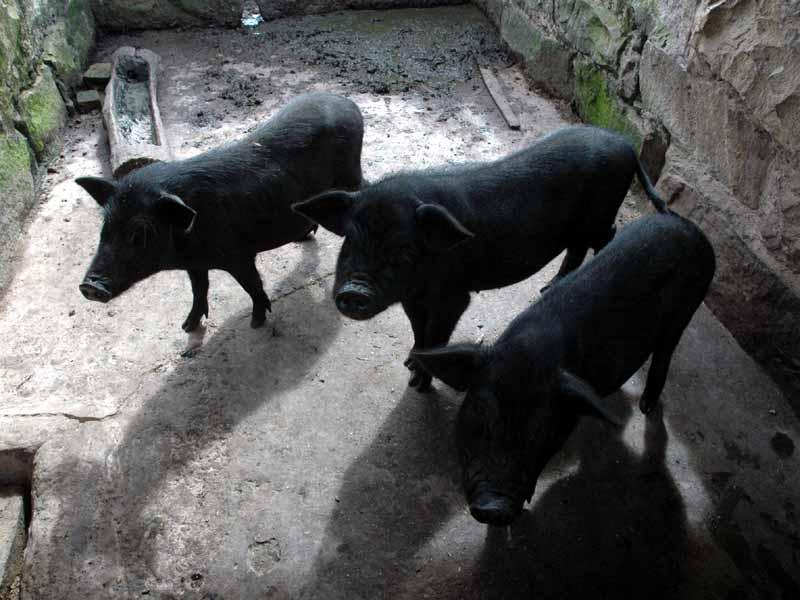 昆罕大寨村家庭養豬