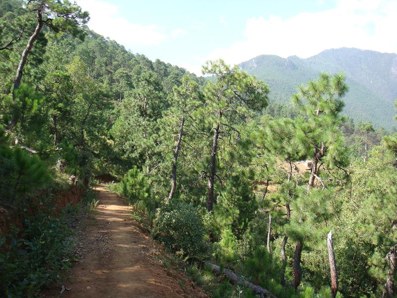 進村路