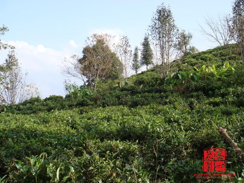 蘇湖村茶園