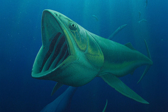 Rhinconichthys taylori