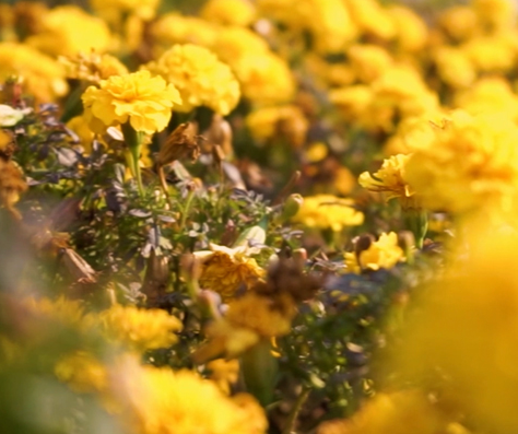 芮城菊花