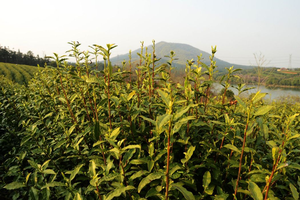 隴瑞金花茶無性系24號