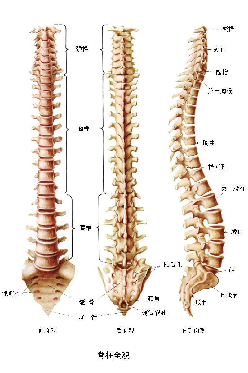 脊椎動物