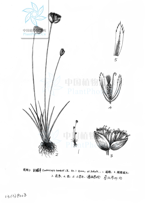 刺鱗草 線條圖