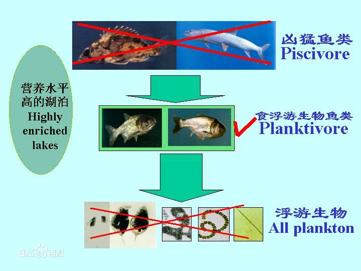 圖2 非經典生物操縱示意圖