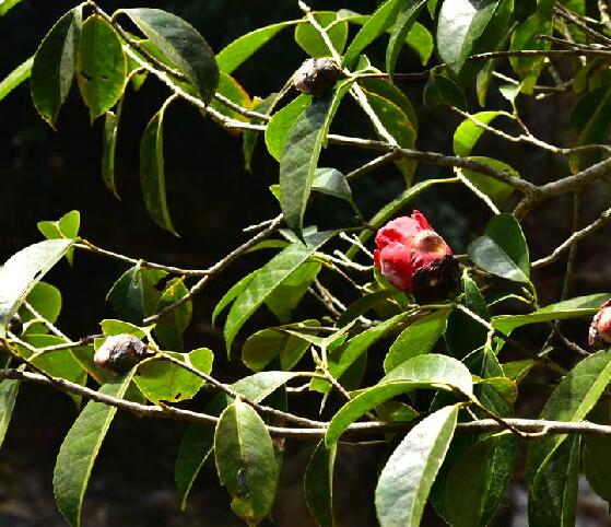 浙江紅山茶(紅花油茶)