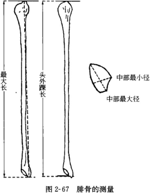 小腿長