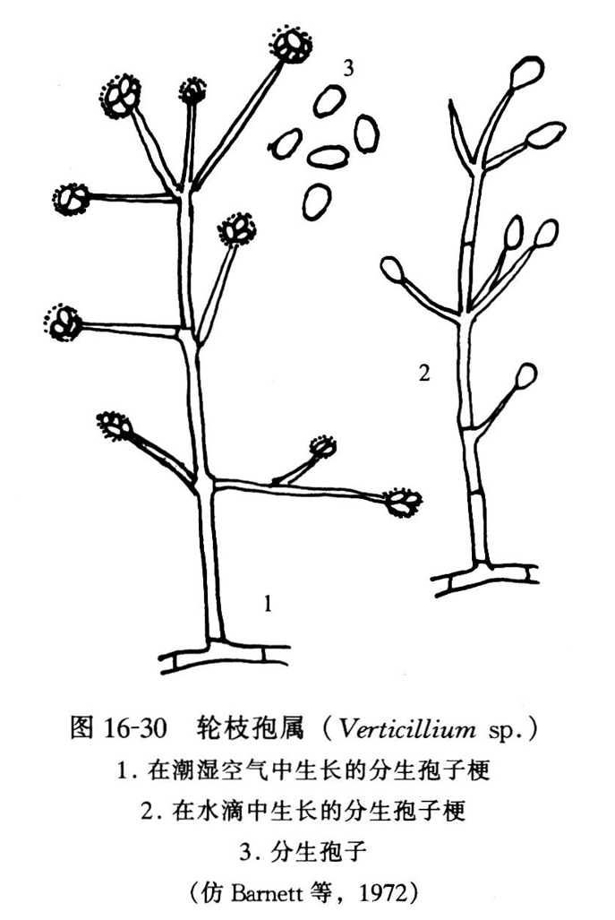 輪枝孢屬