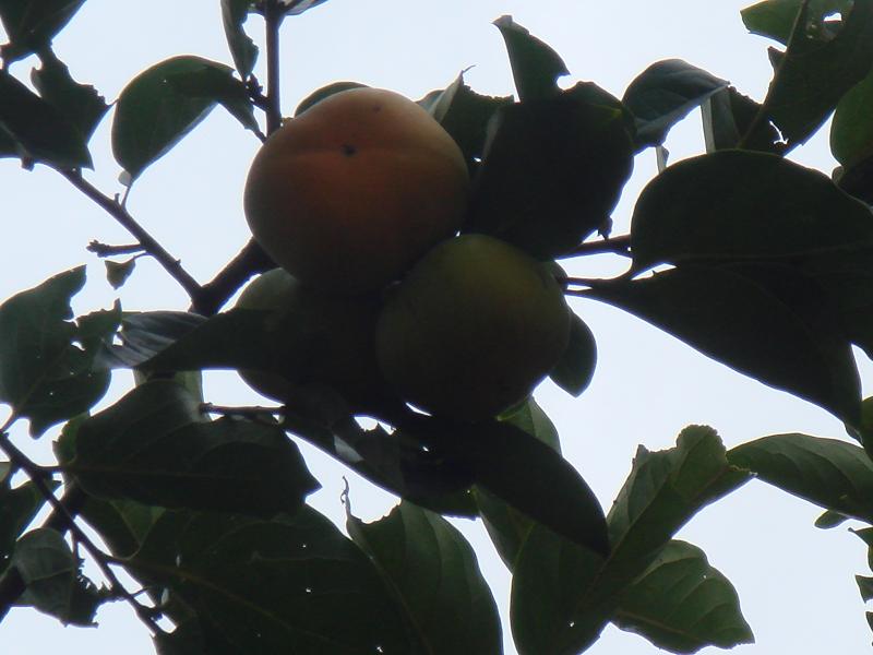 白龍水一自然村甜柿種植業