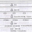 PCR標記法