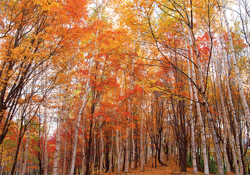 紅樺林