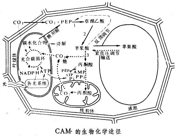 電晶體電參數測量