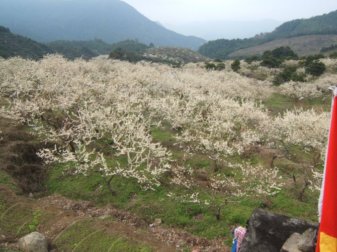 桃花沖林場