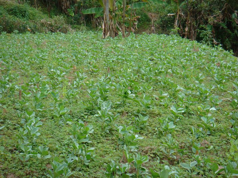 種植業