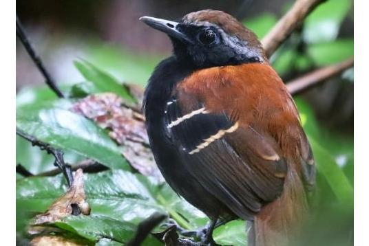 阿蘇爾山蟻鳥