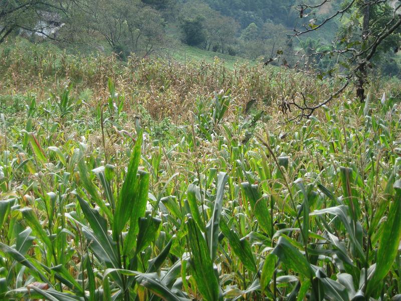 雲南省昌寧縣柯街鎮玉地里村玉米種植業