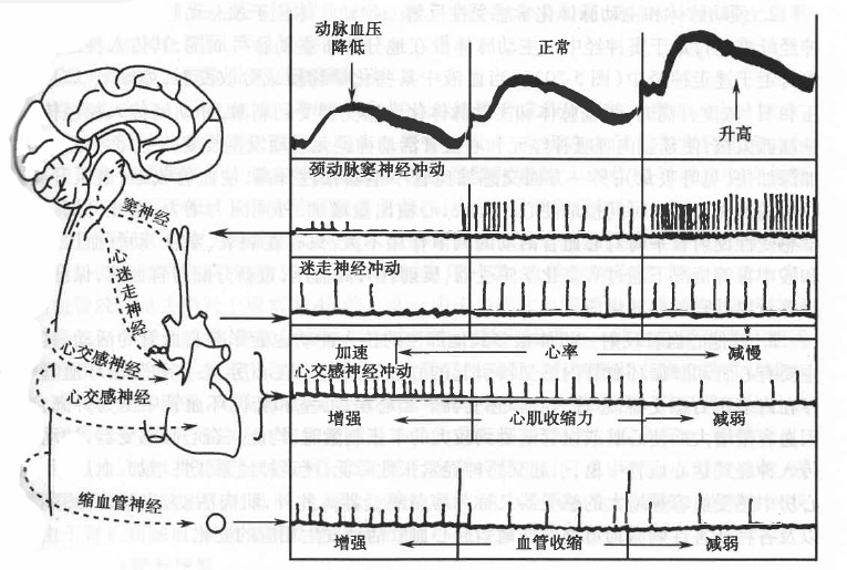 頸動脈竇反射圖