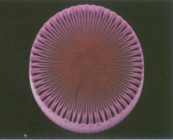 硅藻圖片(3)