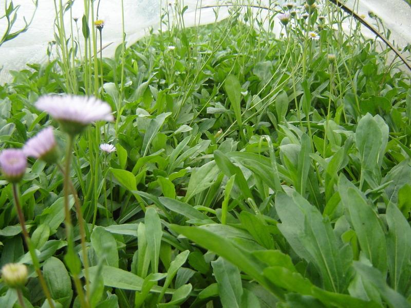 燈盞花