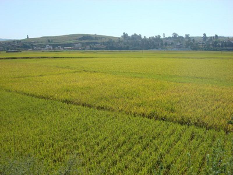 中麥場村種植業