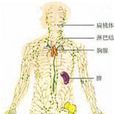 免疫原理模型圖