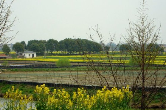 芽柳村