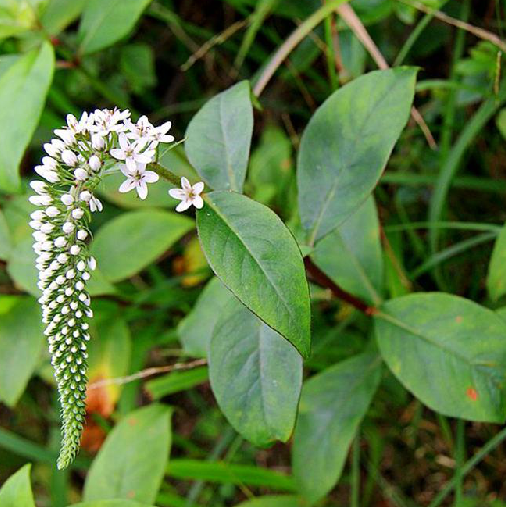 珍珠菜(中藥)