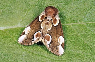 Thyatira batis (Linnaeus 1758)