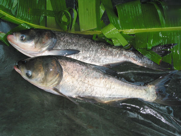 沙洋長湖鱅魚