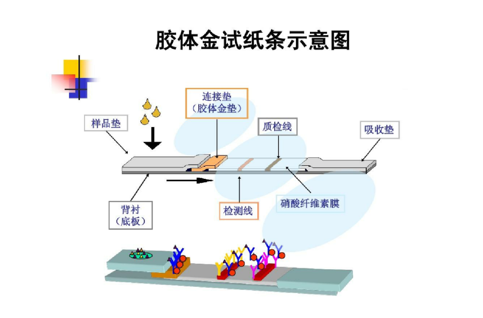 膠體金檢測