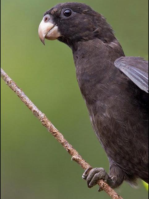 馬島鸚鵡指名亞種