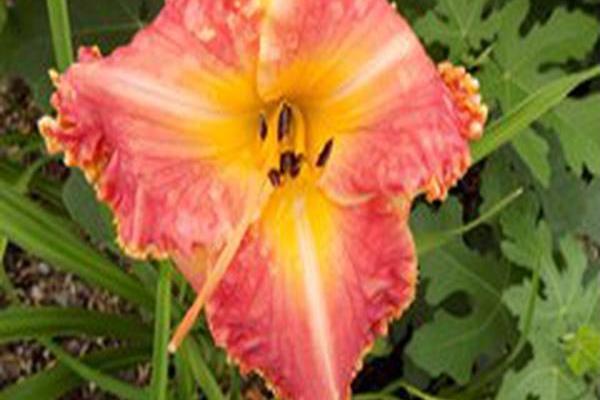 Hemerocallis \x27Savannah\x27s Big Dream\x27