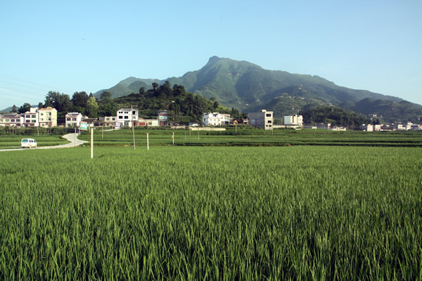 板橋村(雲南省曲靖市陸良縣板橋鎮板橋村)