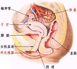 腔道介入導融技術