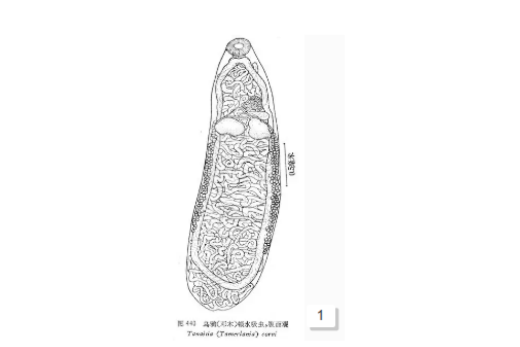 烏鴉頓水吸蟲