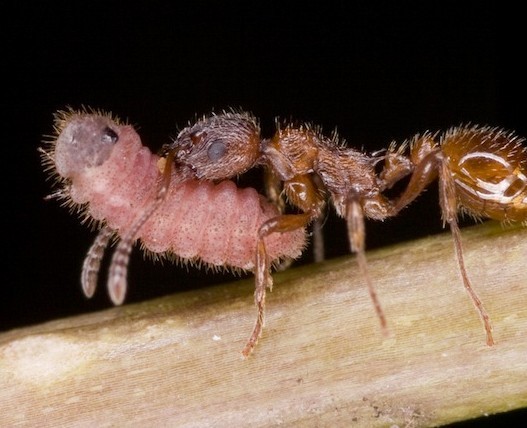 自然界致命生物