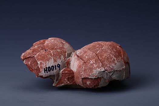 白堊紀恐龍蛋化石(茂名市博物館藏品之二十二)