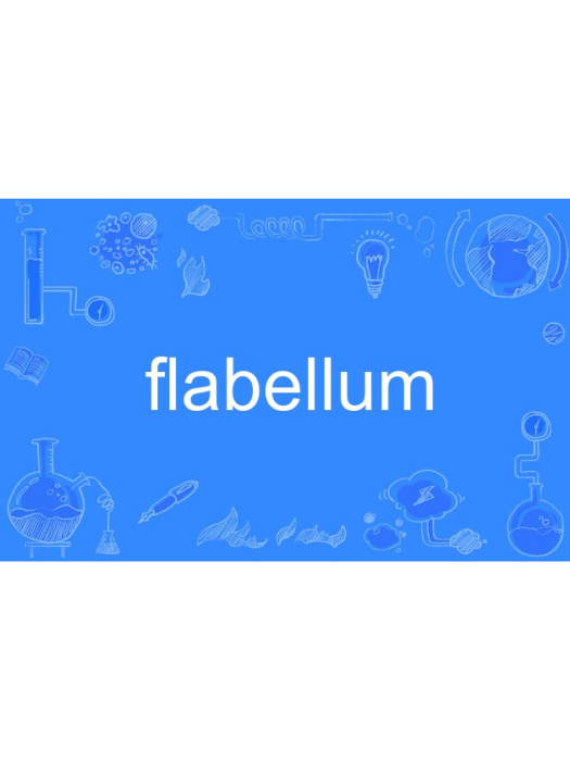 flabellum