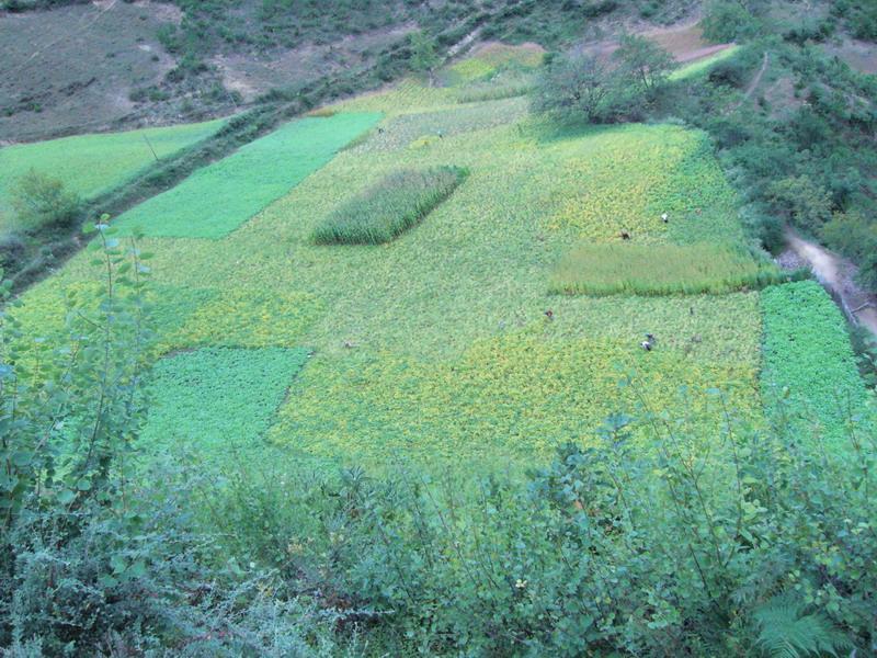 羅通龍村