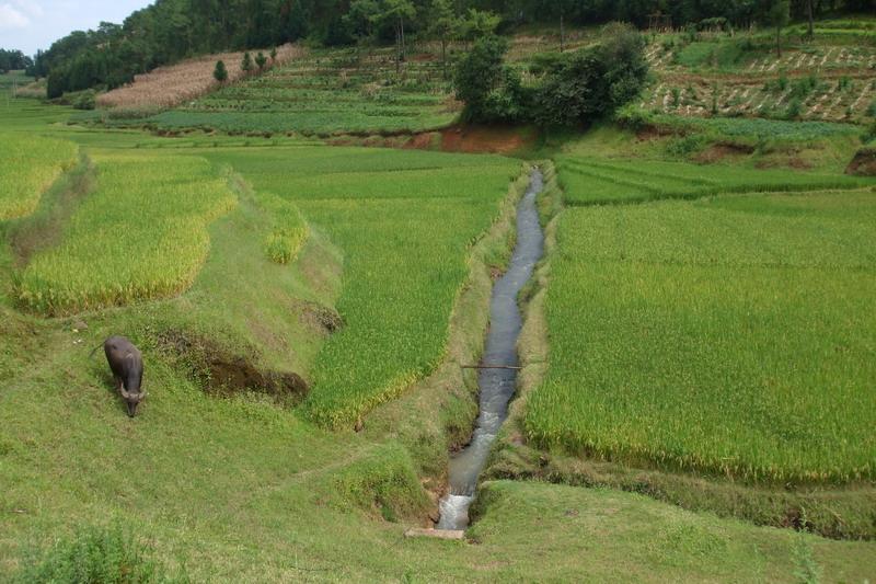 八彎田自然村種植產業