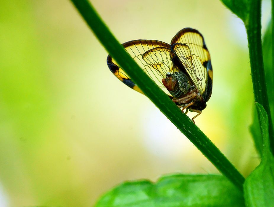 食蠟蟬螯蜂