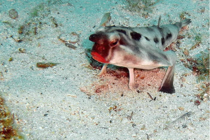 海綿長鰭蝠魚