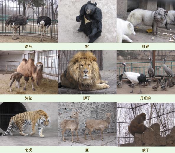 鞍山動物園