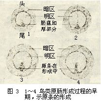 鳥類原腸形成過程的早期